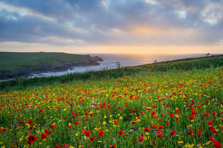 Vietnamâ€™s Flower-Blooming Season: Natureâ€™s Most Colorful Journey