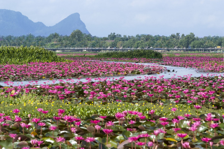 Vietnam’s Flower-Blooming Season: Nature’s Most Colorful Journey