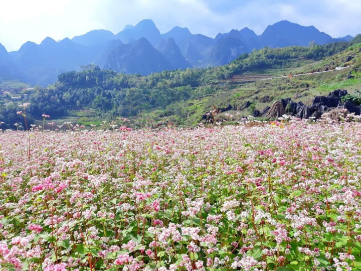 Vietnam’s Flower-Blooming Season: Nature’s Most Colorful Journey